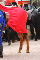 Croup of horses Equus caballus, covered with a red cloak on a performance at City Day Gatchina...