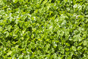 Water hyacinth in the river.