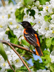 Male Baltimore Oriole Perched on Blossoming Tree