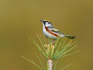 Chestnut-sided Warbler