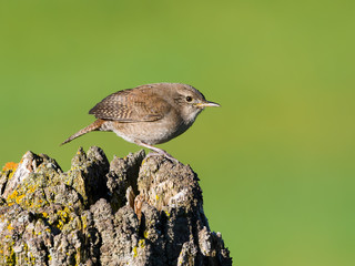 House Wren