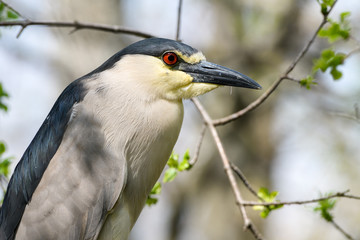 Black-crowned Night Heron Portrait