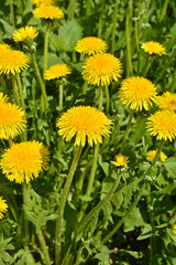 Dandelions in the spring meadow.