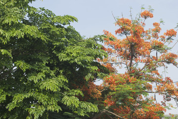 Caesalpinia pulcherrima.