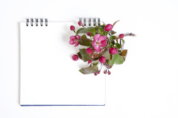 the sketchpad with flowers of an apple-tree of Nedzvetsky (Malus niedzwetzkyana Dieck) isolated on white background