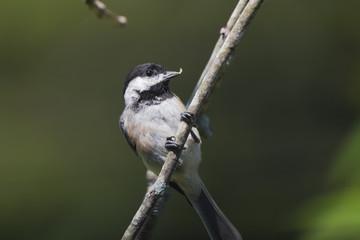 chicadee