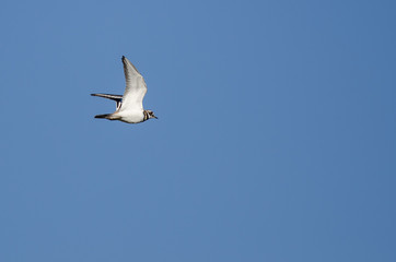 Killdeer Flying in a Blue Sky