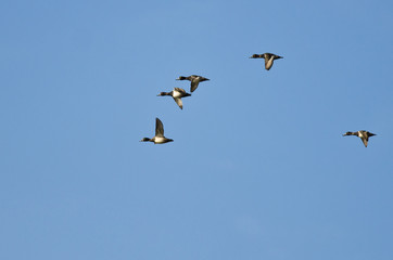 Flock of Ring-Necked Ducks Flying in a Blue Sky