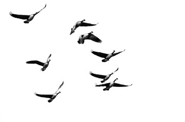 Flock of Canada Geese Flying on a White Background