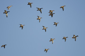 Flock of Mallard Ducks Flying in a Blue Sky