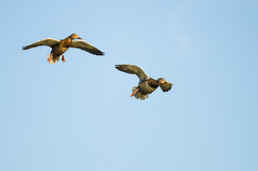 Two Mallard Ducks Flying in a Blue Sky