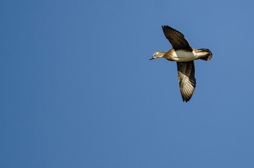 Female Wood Duck Flying in a Blue Sky