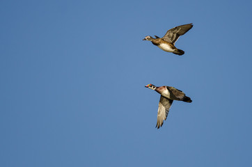Pair of Wood Ducks Flying in a Blue Sky