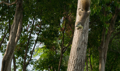 Squirrel climbing the tree