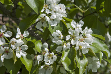 the close-up shot of apple flowers on a flowering tree