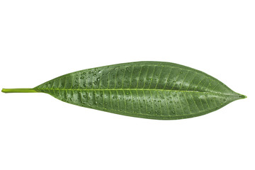 Fototapeta na wymiar Green leaf with water droplets. clipping path