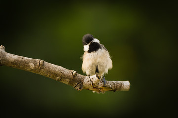 chickadee
