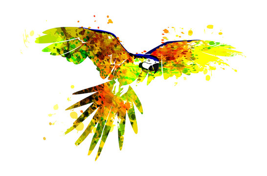 Vector illustration of a flying parrot ara