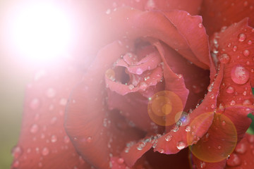 camellia or rose red in Melbourne, Australia