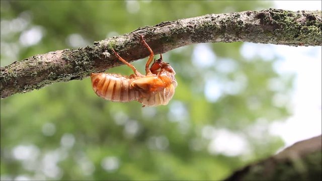 Magicicada molting