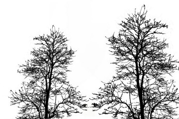 Fototapeta na wymiar dark tone of tree ,isolated on white