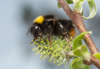 Early-nesting bumblebee, Bombus pratorum feeding on catkin on willow twig, macro photo