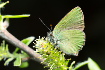 Macro photo of a green hairstreak, Callophrys rubi feeding on willow catkin