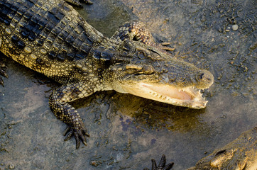 Crocodile.