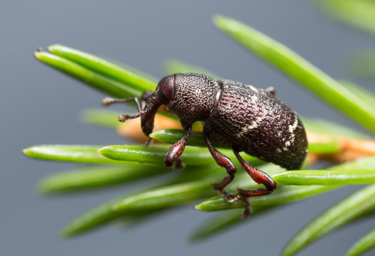 Macro photo of a pine weevil, Hylobius pinastri on fir twig