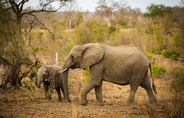 Fototapeta na wymiar Elephant Family, South Africa