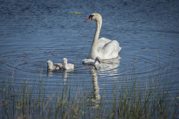 Mute Swan with Cygnets