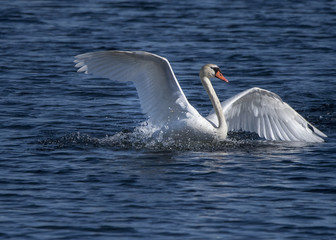 Mute Swan with Wings Outstretched