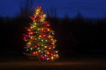 lighted tree in the yard