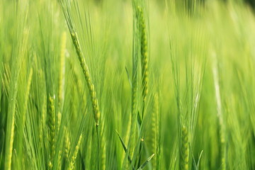 green wheat closeup