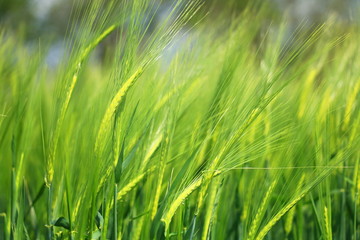 green wheat closeup