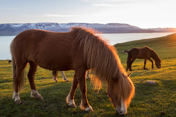 Horse in 