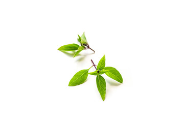 Fresh branch with leaves of organic thai basil seen from above isolated on a white background with focal blur