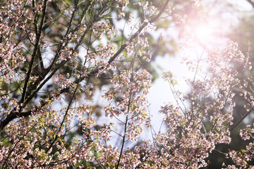 Giant Tiger, Prunus cerasoides, Wild Himalayan Cherry, Nan, Thailand.