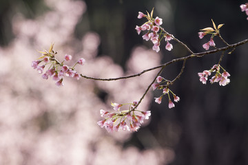 Prunus cerasoide, Wild Himalayan Cherry