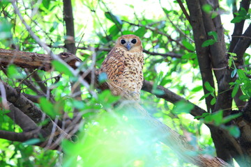 Pel's fishing owl (Scotopelia peli) in Zambia