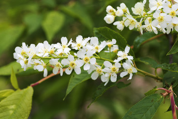 Flowering cherry branch close-up