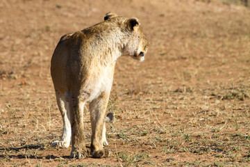 Lioness in the Savanna of South Africa