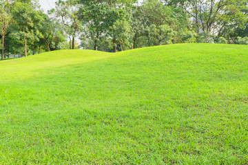 Green grass yard in the park