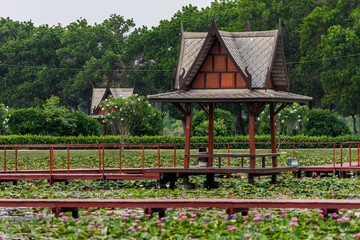 Water Lilly Park Sakon Nakhon,Thailand