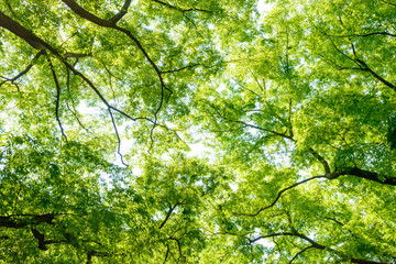 新緑の欅