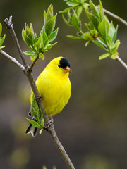 American Goldfinch