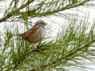 Savannah Sparrow Perched on Pine Tree