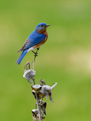 Male Eastern Bluebird Perched on Milkweed Stalk  