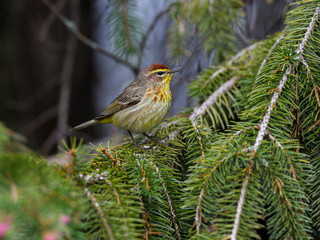 Palm Warbler Perched on Spruce Tree