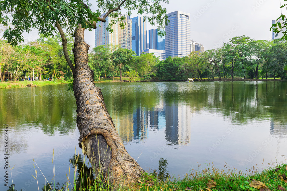 Wall mural tree beside the pond in the park with reflection of building in the city